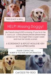 Lost Female Dog last seen Montclair , Montclair, CA 91763