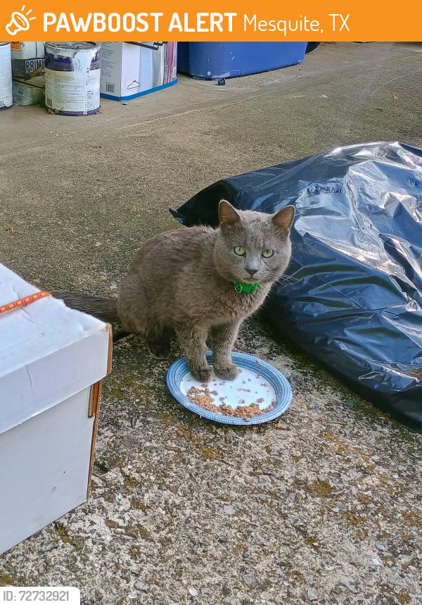 Found/Stray Unknown Cat last seen Town East Blvd , Mesquite, TX 75150