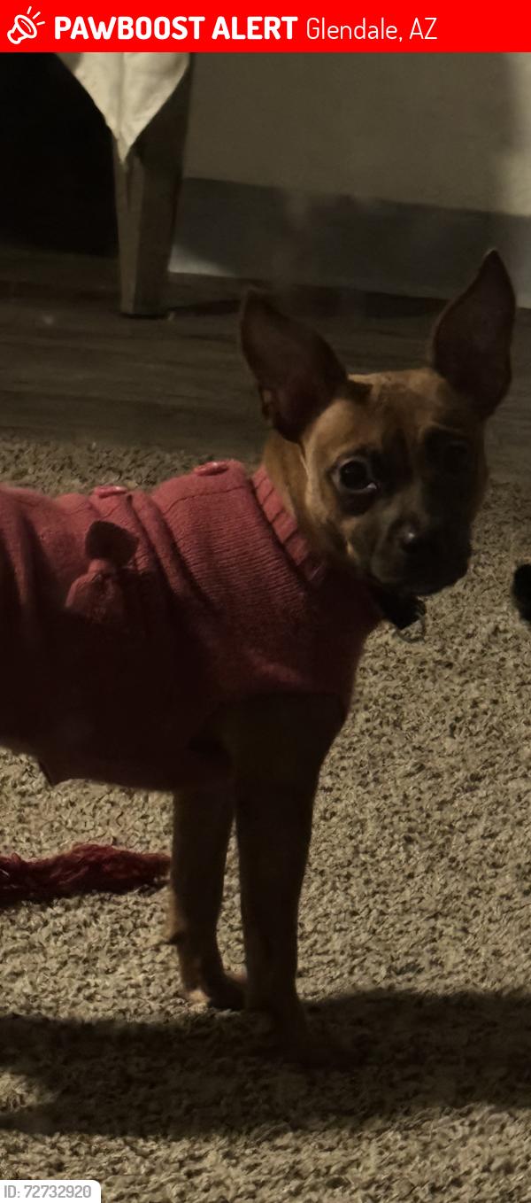 Lost Female Dog last seen Near 59th Av & Glendale Av, Close to Desert Hope, Glendale, Glendale, AZ 85301