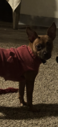 Lost Female Dog last seen Near 59th Av & Glendale Av, Close to Desert Hope, Glendale, Glendale, AZ 85301