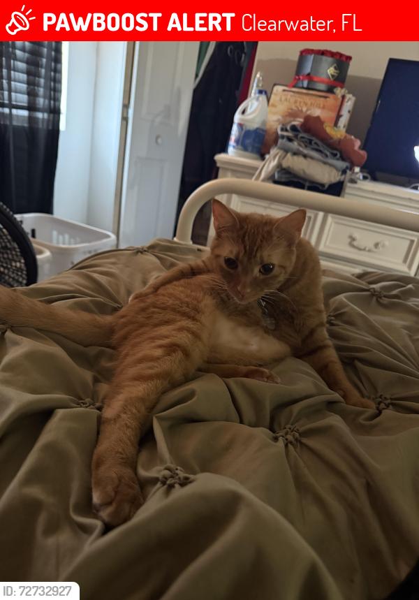 Found/Stray Female Cat last seen Bluestone on the Bay apmts , Clearwater, FL 33764