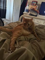 Found/Stray Female Cat last seen Bluestone on the Bay apmts , Clearwater, FL 33764