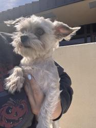 Found/Stray Male Dog last seen Laurel and arrow , Fontana, CA 92336