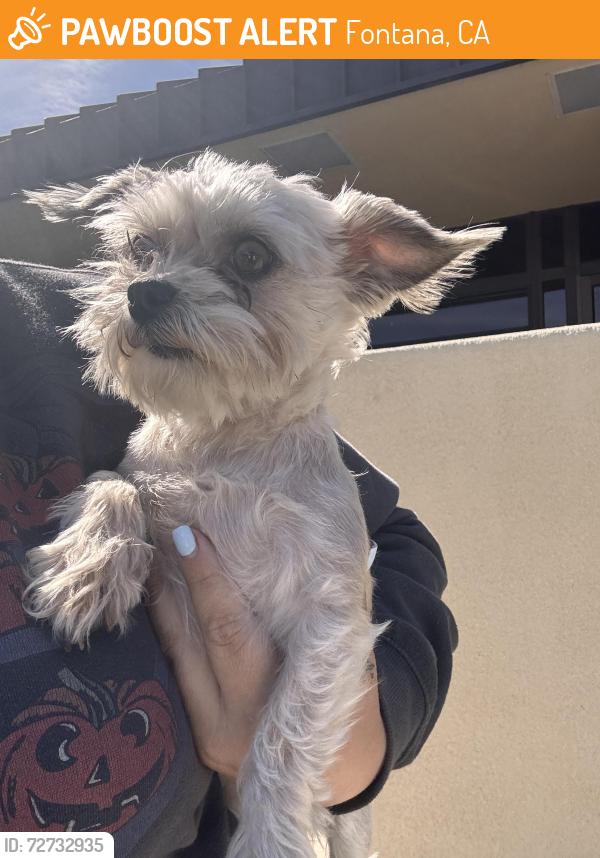 Found/Stray Male Dog last seen Laurel and arrow , Fontana, CA 92336