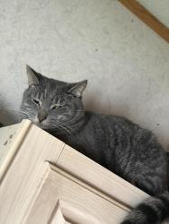 Lost Male Cat last seen Dolly dr , Jeffersonville, GA 31044