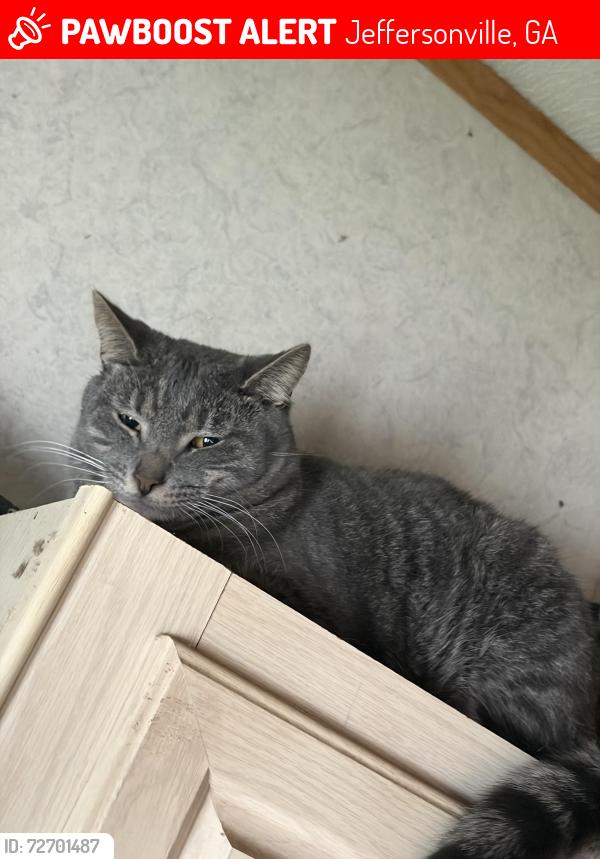 Lost Male Cat last seen Dolly dr , Jeffersonville, GA 31044