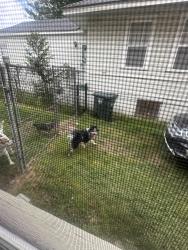 Found/Stray Male Dog last seen Faxon and Decatur, Memphis, TN 38105