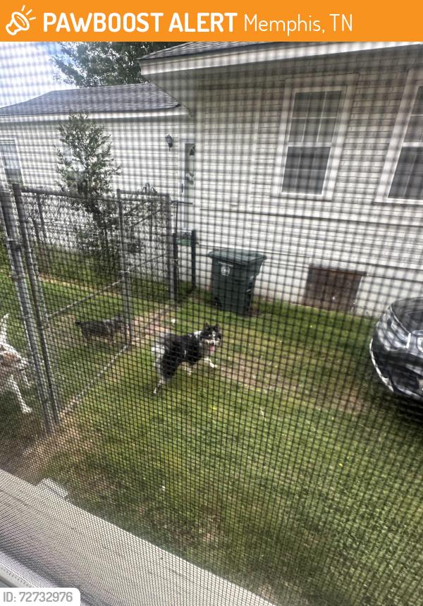 Found/Stray Male Dog last seen Faxon and Decatur, Memphis, TN 38105