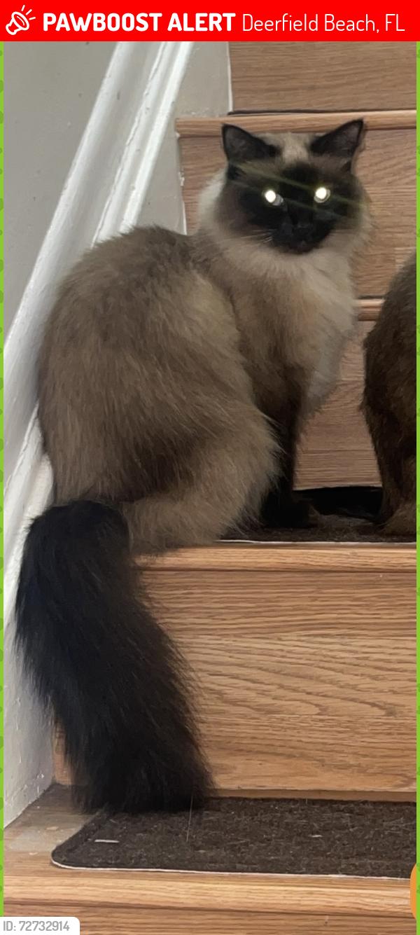 Lost Female Cat last seen SE 11th St Deerfield Beach, Florida, Deerfield Beach, FL 33441