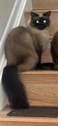 Lost Female Cat last seen SE 11th St Deerfield Beach, Florida, Deerfield Beach, FL 33441