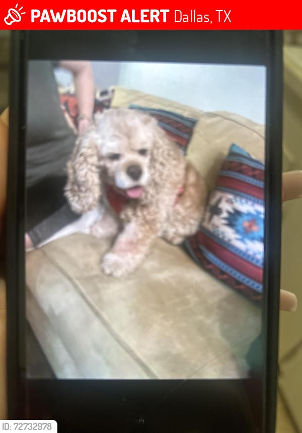 Found/Stray Female Dog last seen yucca, Dallas, TX 75217