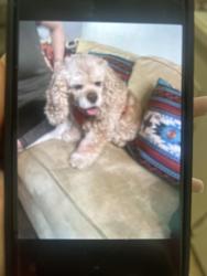 Found/Stray Female Dog last seen yucca, Dallas, TX 75217