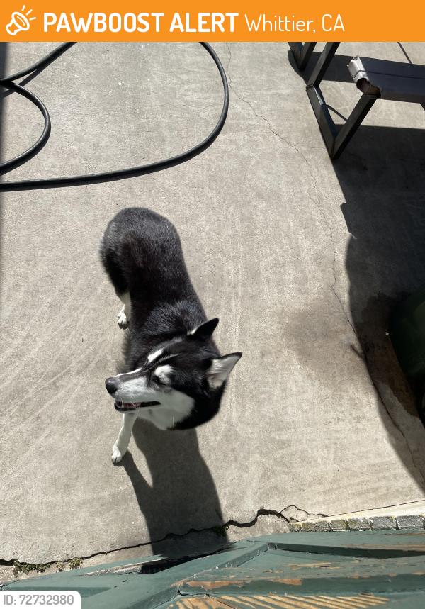 Found/Stray Female Dog last seen Mines and glengarry Ave , Whittier, CA 90606