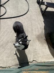Found/Stray Female Dog last seen Mines and glengarry Ave , Whittier, CA 90606
