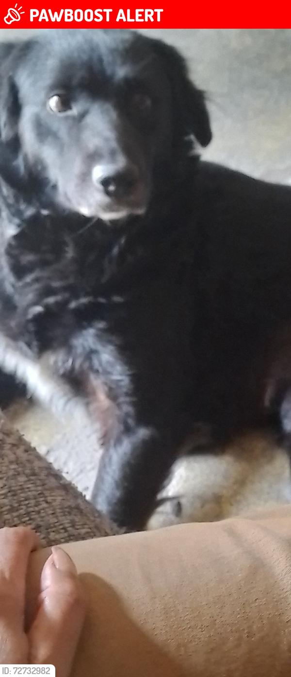 Lost Female Dog last seen Colonia Azcárate y la cienega , Heroica Puebla de Zaragoza, Pue. 72260