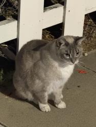 Found/Stray Unknown Cat last seen By the white fence  , San Diego, CA 92104