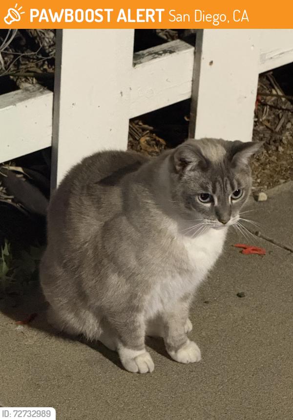 Found/Stray Unknown Cat last seen By the white fence  , San Diego, CA 92104
