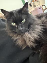 Lost Male Cat last seen 186th and English, Farmington, MN 55024