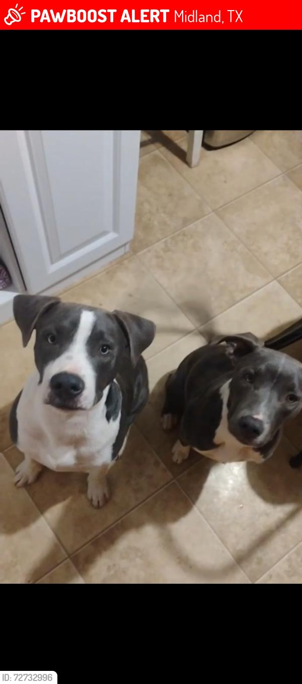 Lost Female Dog last seen Midland, Midland, TX 79706