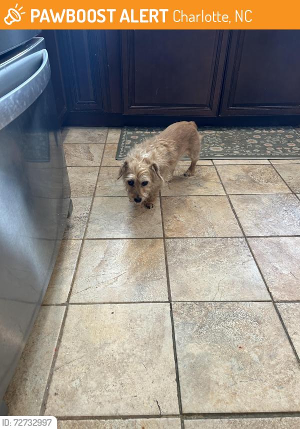 Found/Stray Male Dog last seen Enderly , Charlotte, NC 28208