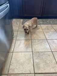 Found/Stray Male Dog last seen Enderly , Charlotte, NC 28208