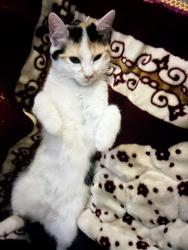Lost Female Cat last seen Amboy rd, Staten Island, NY 10308