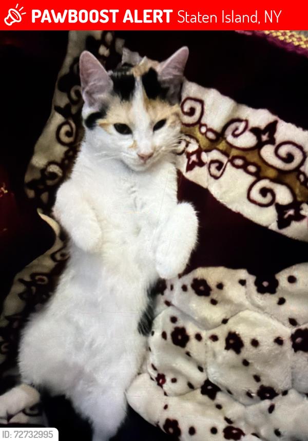 Lost Female Cat last seen Amboy rd, Staten Island, NY 10308