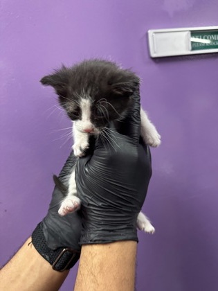 Shelter Stray Male Cat last seen Near PELLICANO, CITY of El Paso, TX, Fort Bliss, TX 79906