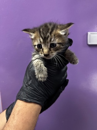 Shelter Stray Male Cat last seen Near PELLICANO, CITY of El Paso, TX, Fort Bliss, TX 79906
