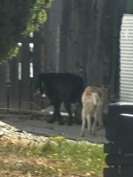 Found/Stray Unknown Dog last seen 100th &Elliot , Federal Heights, CO 80221