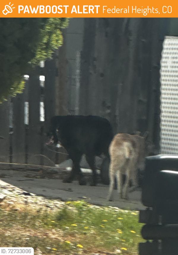 Found/Stray Unknown Dog last seen 100th &Elliot , Federal Heights, CO 80221