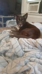 Lost Female Dog last seen Tucker rd, Vancleave, MS 39565