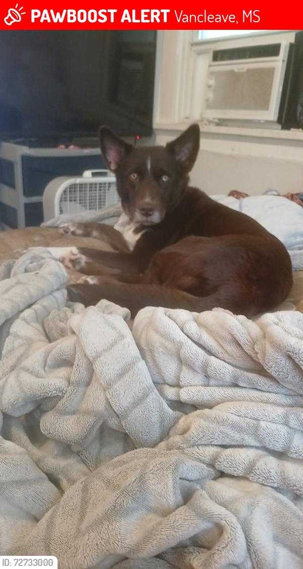 Lost Female Dog last seen Tucker rd, Vancleave, MS 39565