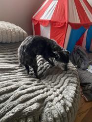 Found/Stray Unknown Dog last seen Near 19th St SE, Rochester, MN 55904