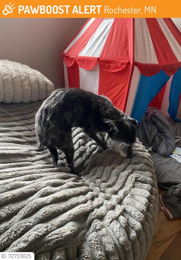 Found/Stray Unknown Dog last seen Near 19th St SE, Rochester, MN 55904