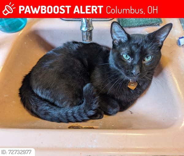 Lost Male Cat last seen Near E7th Avenue, Columbus, OH 43219