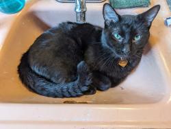 Lost Male Cat last seen Near E7th Avenue, Columbus, OH 43219