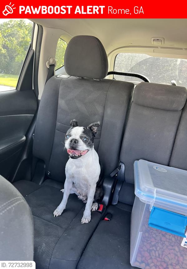 Lost Female Dog last seen Rockcreek and Mathis, Rome, GA 30165