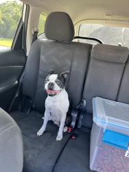 Lost Female Dog last seen Rockcreek and Mathis, Rome, GA 30165