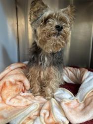 Found/Stray Male Dog last seen Pioneer and Carson, Hawaiian Gardens, CA 90716