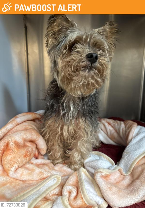 Found/Stray Male Dog last seen Pioneer and Carson, Hawaiian Gardens, CA 90716