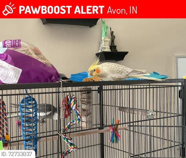 Lost Female Bird last seen foudray circle morth, Avon, IN 46123