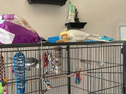 Lost Female Bird last seen foudray circle morth, Avon, IN 46123
