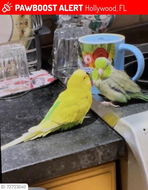 Lost Male Bird last seen Near av and Sheridan st  hollywood, Hollywood, FL 33021