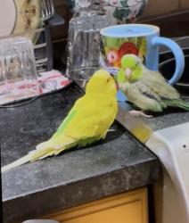 Lost Male Bird last seen Near av and Sheridan st  hollywood, Hollywood, FL 33021