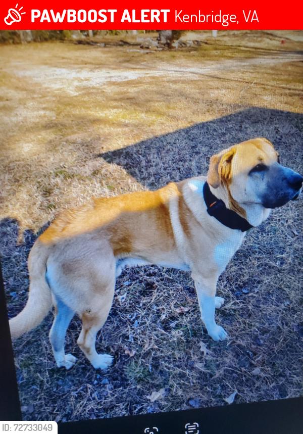Lost Male Dog last seen Overby Plantation Kenbridge VA, Kenbridge, VA 23944