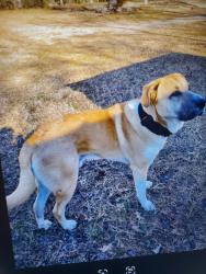 Lost Male Dog last seen Overby Plantation Kenbridge VA, Kenbridge, VA 23944