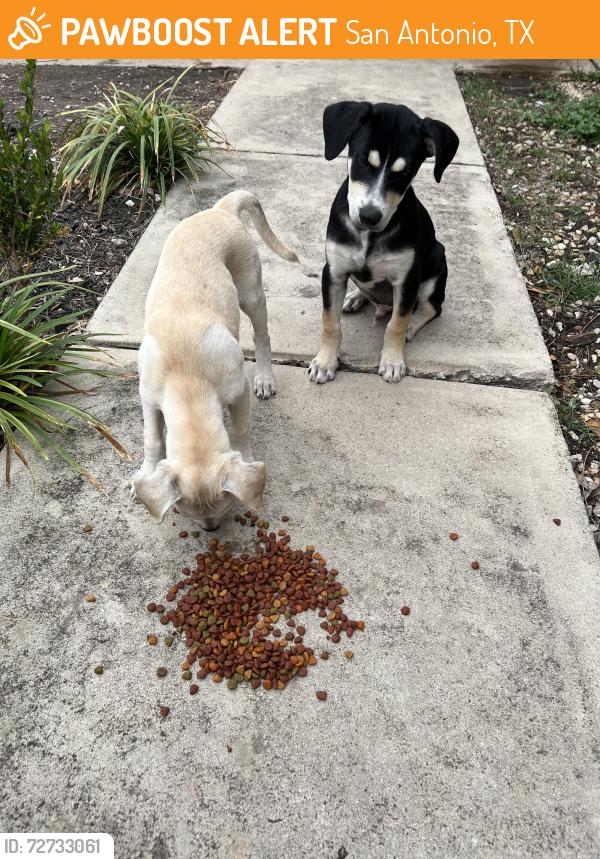 Found/Stray Male Dog last seen Lorene & Tara Dr, San Antonio, TX 78216, San Antonio, TX 78216
