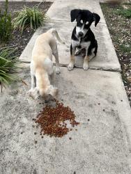 Found/Stray Male Dog last seen Lorene & Tara Dr, San Antonio, TX 78216, San Antonio, TX 78216