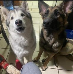 Lost Male Dog last seen Planet fitness on Peck road, El Monte, CA 91731